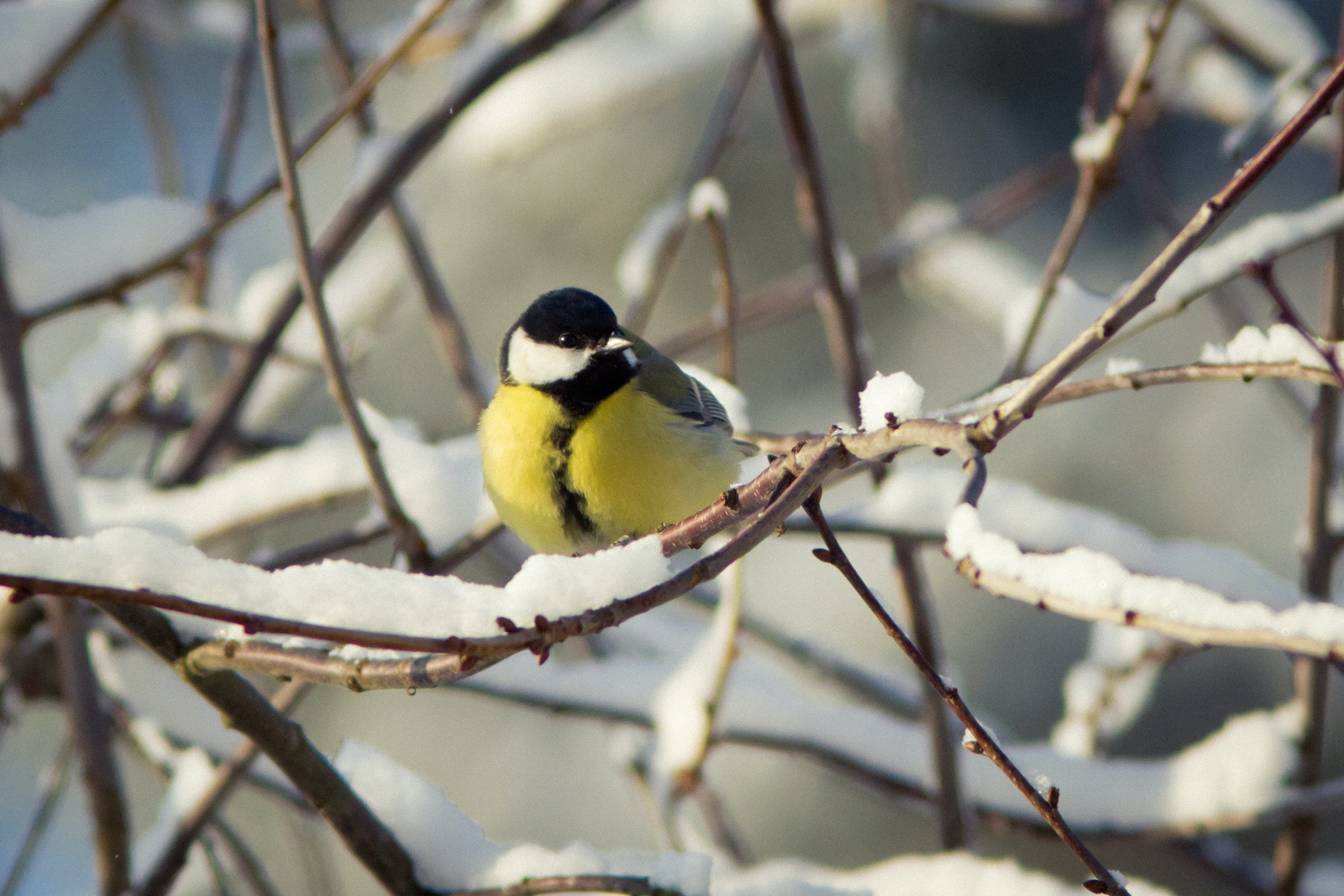 image of a bird great tit