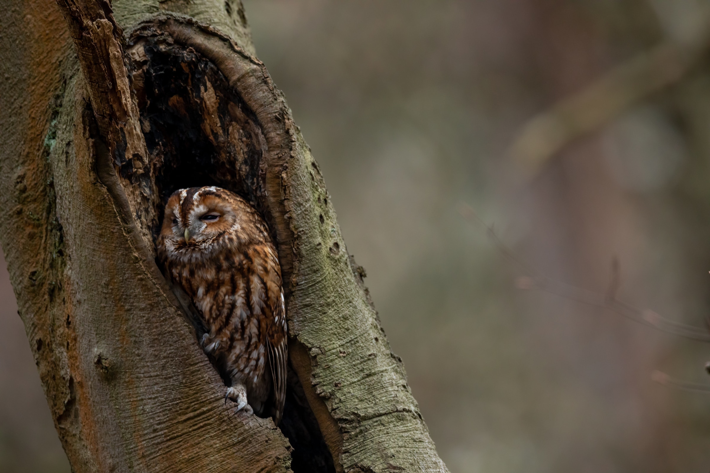 image of a towny owl
