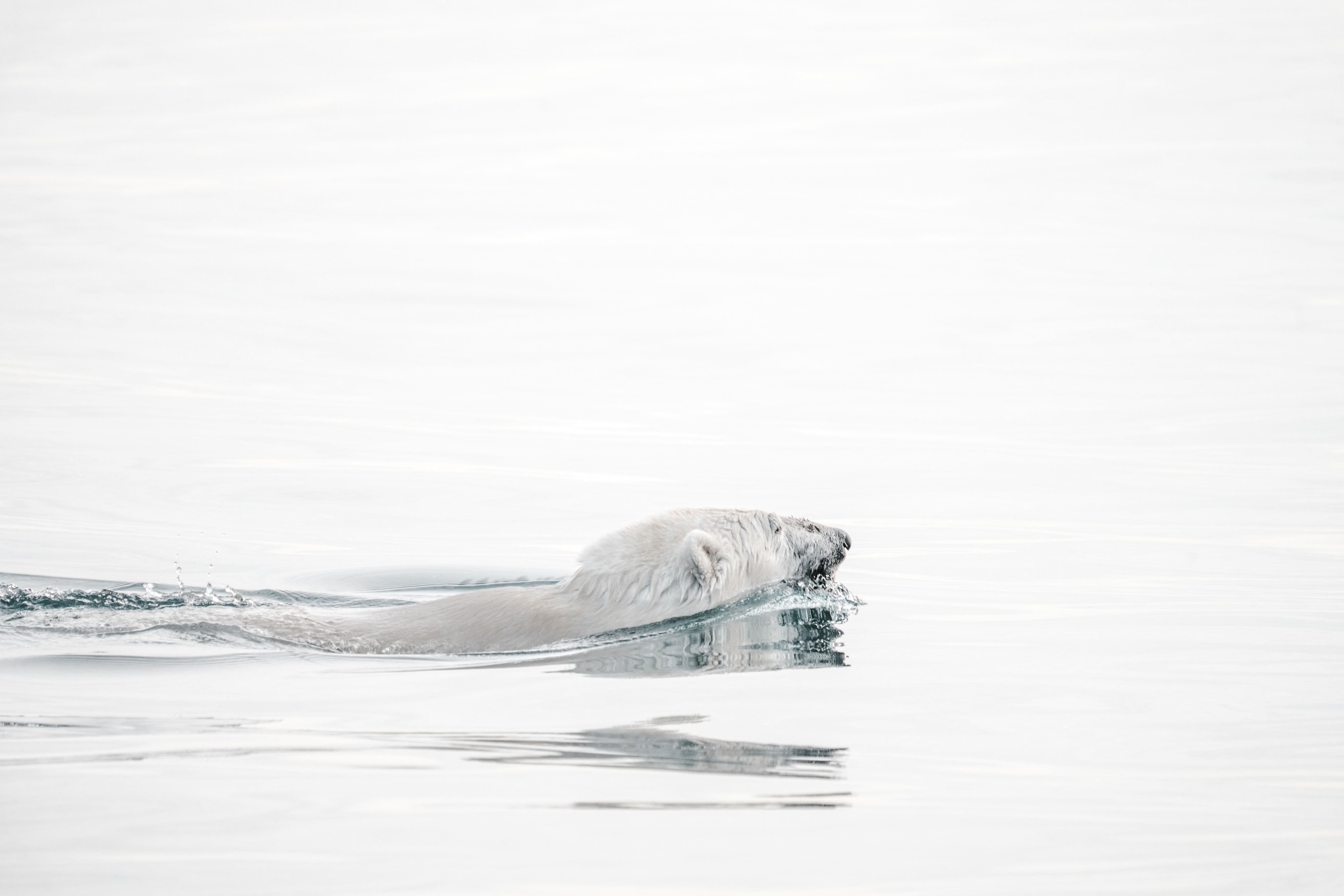 image of polar bear swimming
