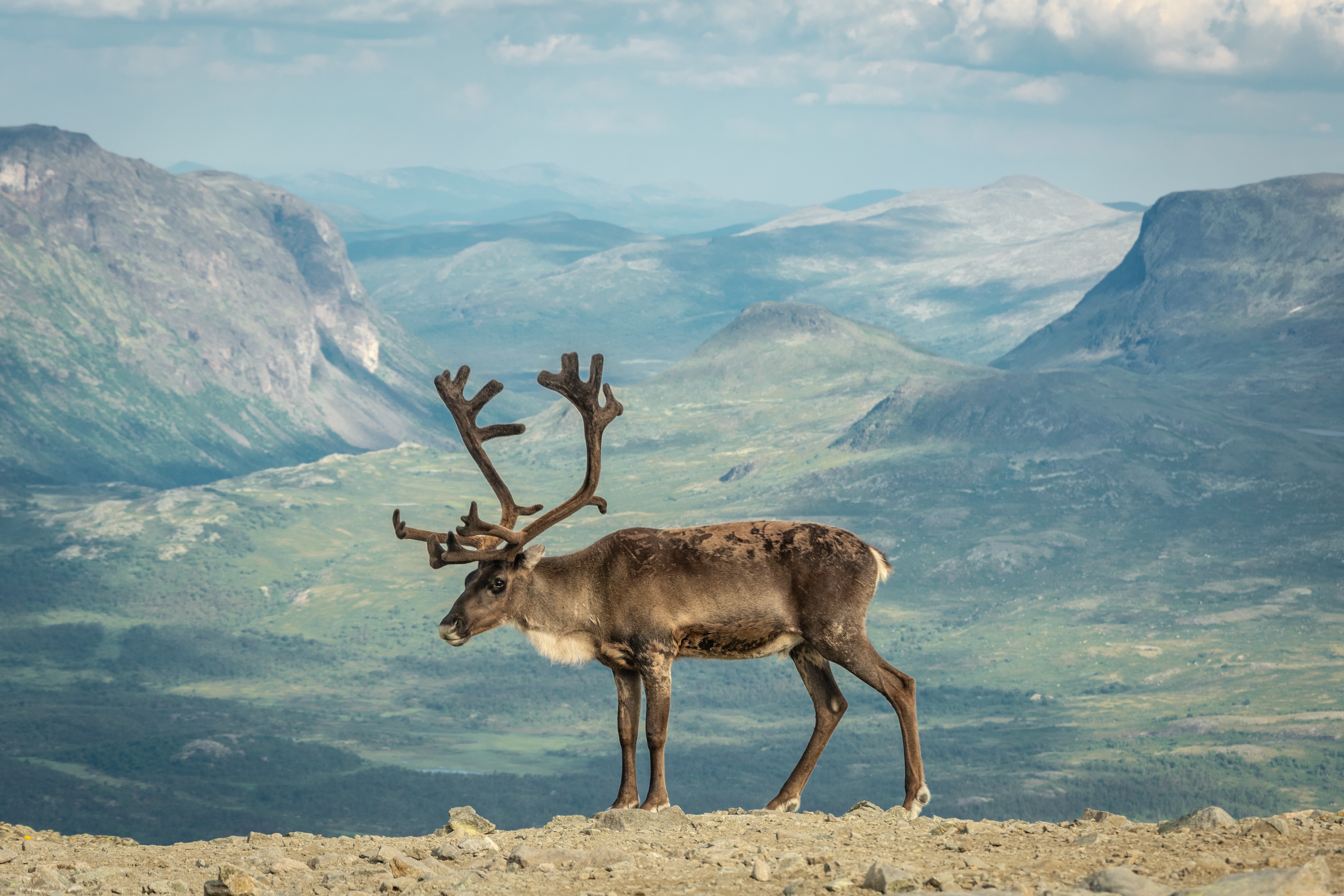 image of a reindeer